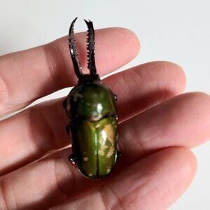 Vintage realistic looking green scarab pin. Bug unisex pin.